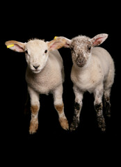 two suffolk cross muel lambs