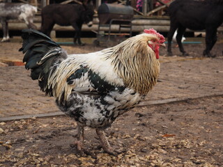 rooster on the farm