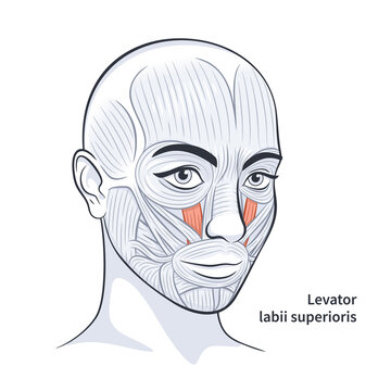Facial muscles of the female. Detailed bright anatomy isolated on a white background vector illustration