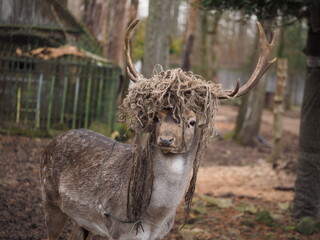 a deer with beautiful horns