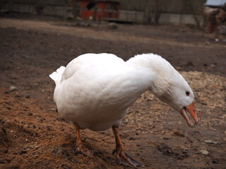 white duck in the park