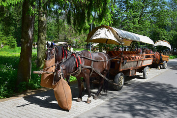 Horse-drawn carriages bring tourists up to lake Morskie oko. Poland.