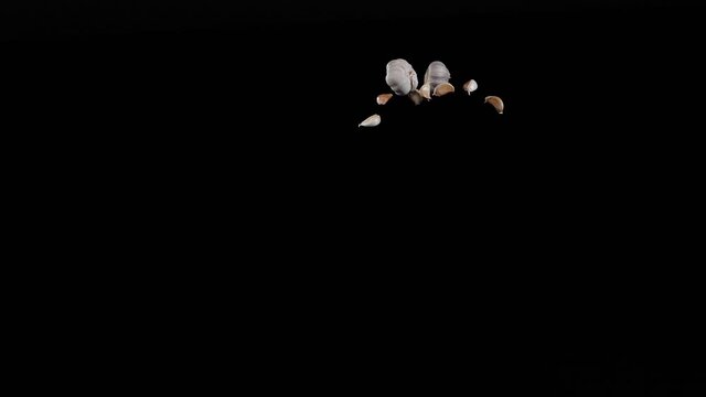 Garlic and garlic cloves flies up and spinning on a black background in slow motion shot