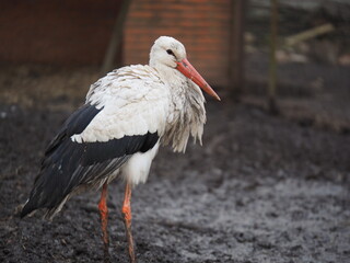 white stork ciconia heron