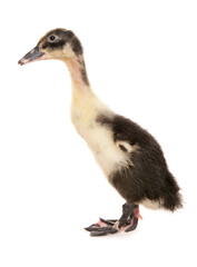 indian runner baby duckling