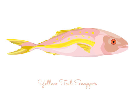 Yellow Tail Snapper In Flat Style Isolated