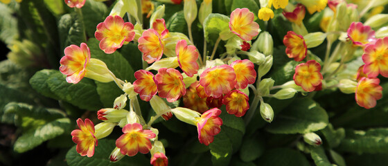 bunte Schlüsselblumen