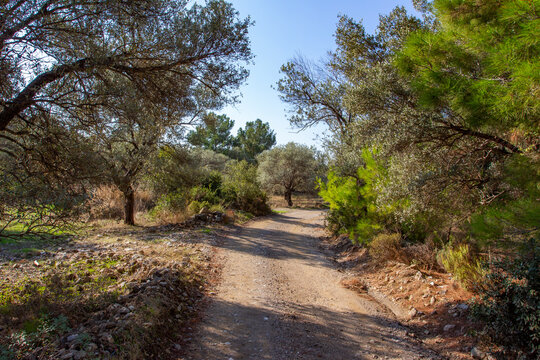 path in the forest