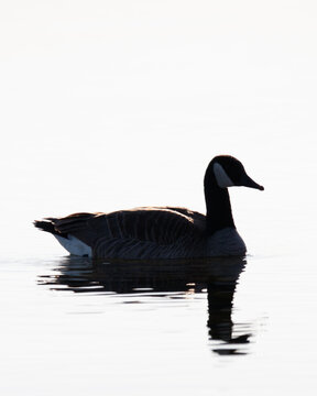 Canadian Goose Silhouette