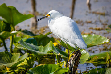 Beautiful snowy egret fishing in the river pond