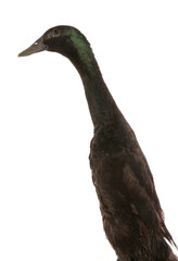 indian runner adult duck