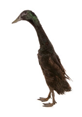 indian runner adult duck