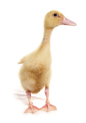 indian runner baby duckling