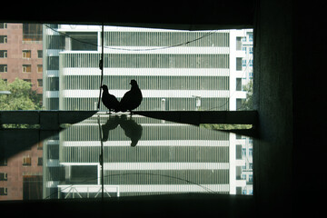 pigeon shadow