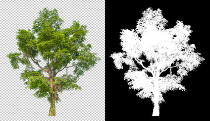 tree on transparent background picture with clipping path