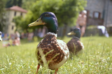 Male duck with green head walking in grass lawn in summer park with blurred sunburning people in background