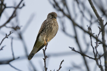 Turmfalke
