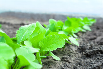 Sprouts of radishes in open areas among the soil. Young vegetables grown on a garden plot close-up.