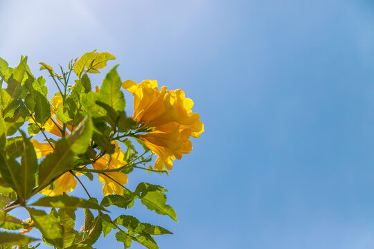 Blooming tekoma erect yellow flowers against the sky. Selective focus.