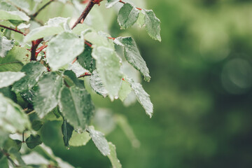 Green leaf with rainwater and blur background on a cloudy day with rain drops on it
