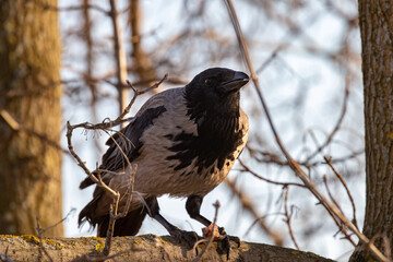Gray crow on a tree branch in spring close-up. Portrait. Corvus cornix.