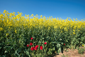 rural landscape, blooming nature in spring, flowering rapeseed, poppies and blue sky
