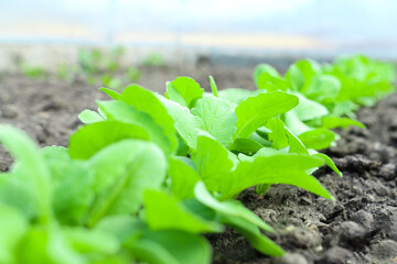 Many seedlings radishes with green leaves on the open area among the soil. Growing healthy gardening products.