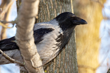 Gray crow on a tree branch in spring close-up. Portrait. Corvus cornix.