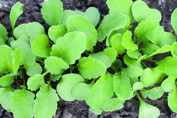 Raw radish in the soil view from above. Vegetarianism and vegetable consumption.