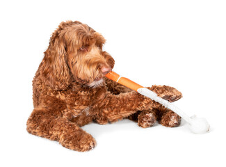 Labradoodle dog chewing on plastic stick. Large fluffy adult female dog is gnawing a ball throw stick while holding it with a paw. Concept for bored dogs or dogs with chew problems. Isolated on white.
