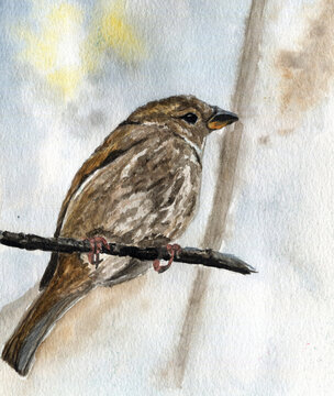 Usignolo su un ramo, acquerello