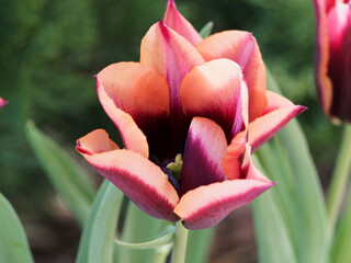 Close up on burgundy-red and vibrant orange petals with pinkish apricot edge on sturdy stems of triumph tulip 'Slawa' (Tulipa muvota)