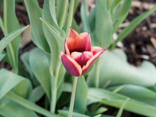 Triumph Tulip 'Slawa' or Tulipa muvota . Stunning triumph tulip. Deep wine red and orange petals with a pinkish apricot edge on sturdy stems - obrazy, fototapety, plakaty