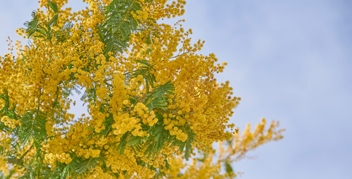 “Mimosa Tree” Billeder – Gennemse 7,287 stockfotos, vektorer og videoer