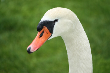 Portrait of a white mute swan, Cygnus olor