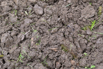 Close-up of dark heavy wet plowed soil, large clumps of soil with roots after excavation. Plowed, textured land.