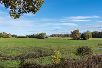 Bois de chêne, Coinsins