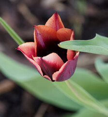 Stunning flower of tulip 'Slawa' or Tulipa muvota with wine red and orange petals, pinkish apricot edge on mature flowers - obrazy, fototapety, plakaty