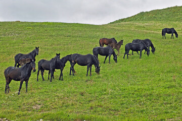 Naklejka na ściany i meble horses grazing in a meadow