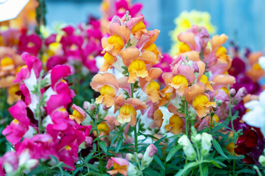 Antirrhinum majus, the common snapdragon. This plant is also called lion's mouth, rabbit's mouth or lion's snap. It produces colorful flowers. It is native to the Mediterranean region.