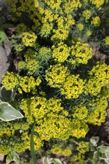 Milkweed with yellow flowers in a summer flower bed.	