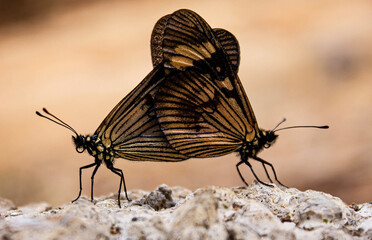 butterfly on the ground