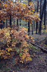 Forest near Kiev at autumn