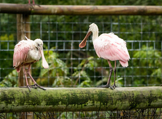 Roseate Spoonbill in breeding colony at gator park in St Augustine Florida.