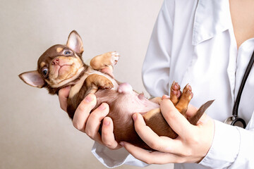 A small puppy with a large hernia is in the hands of the vet.