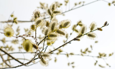 The willow branch blossoms, yellow catkins. Spring background. Palm Sunday