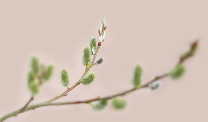 The branch with willow. Spring abstract background