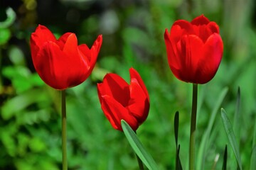 Obraz premium red tulips in the garden