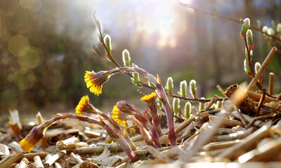 Coltsfoot flowers, tussilago farfara on sunny forest background, spring season - obrazy, fototapety, plakaty