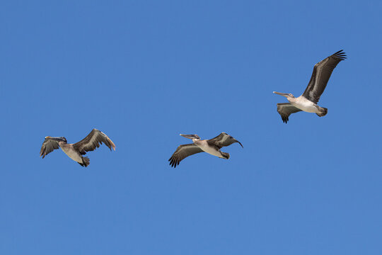 aves marinas